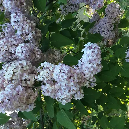 Rossana Bed & Breakfast