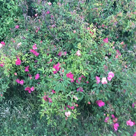 Rossana Bed & Breakfast Langhirano