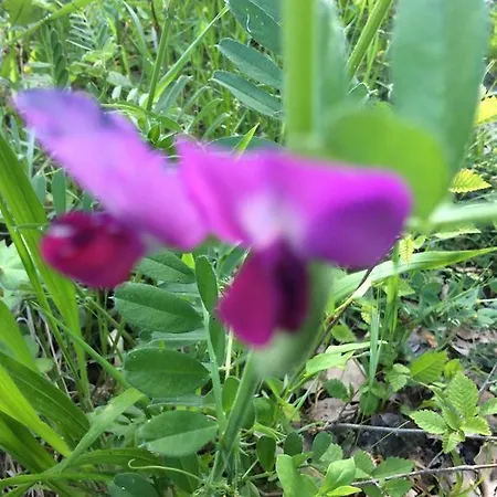 Bed & Breakfast Rossana