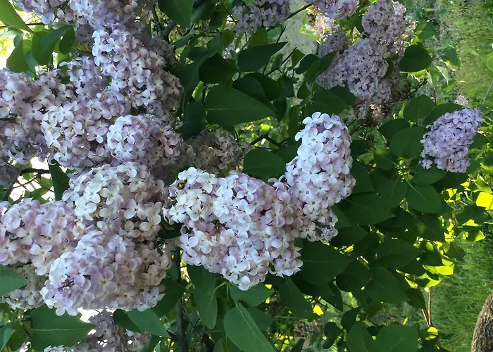 Rossana فندق مبيت وإفطار