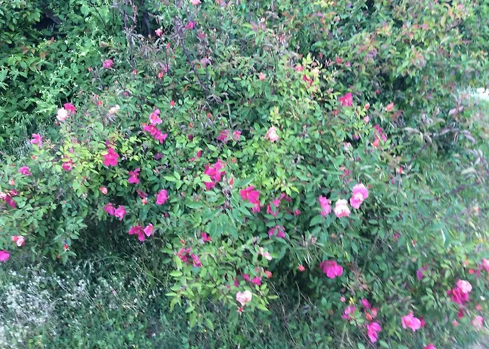 Rossana فندق مبيت وإفطار لانغيرانو