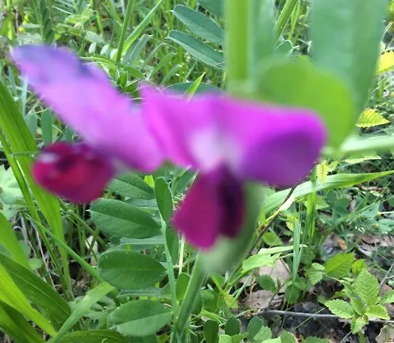 فندق مبيت وإفطار Rossana